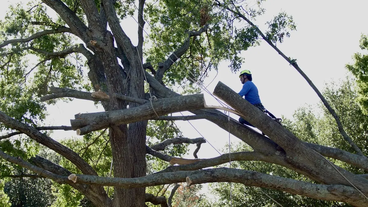 Professional Hazardous Tree Removal performed by certified arborists in Brandywine